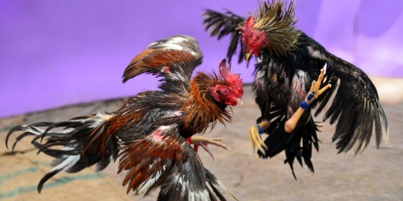 98win8 KM Game Bài 3d