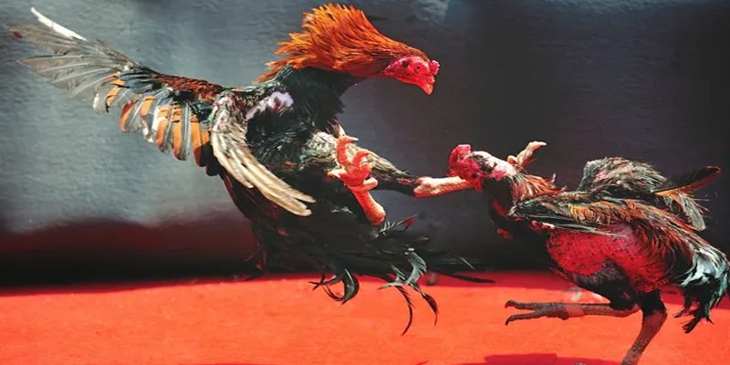 98win8 bắn cá h5 chơi ngay