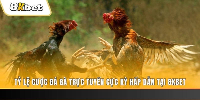 98win8 c1 gà chọi