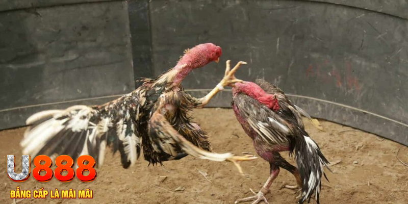 98win8 đăng nhập tiến lên miền nam số 1